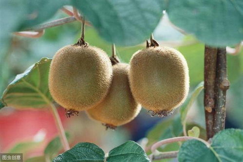 山區紅心獼猴桃高產栽培技術,掌握科學種植方法,保證獼猴桃產量