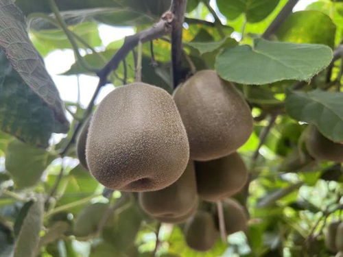 甜 獼 來襲 青浦地產紅心獼猴桃即將成熟開放采摘啦