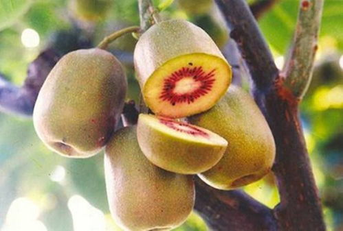 六盤水正宗猴場紅心獼猴桃