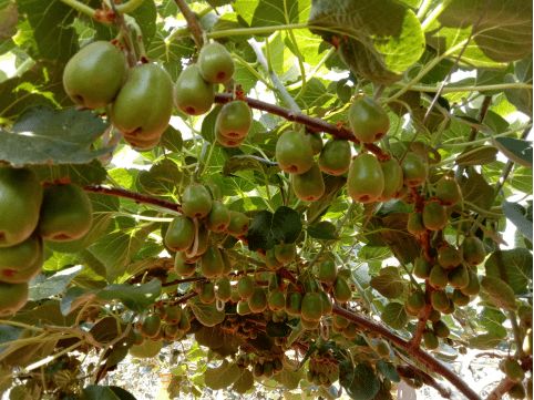 巾幗創業 圓夢玉溪︱玉溪市首屆婦女創業創新大賽優秀項目展示 第四期
