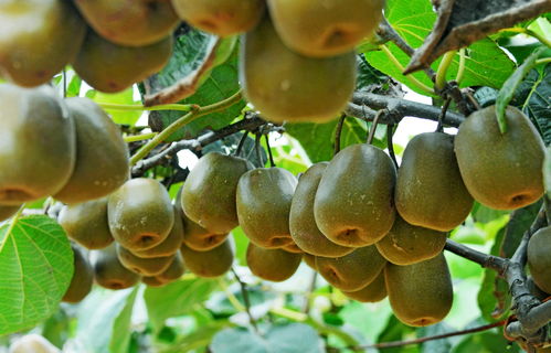 鴻翔紅心獼猴桃開采在即