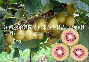特色紅心獼猴桃種苗批發 開啟綠色農業新篇章