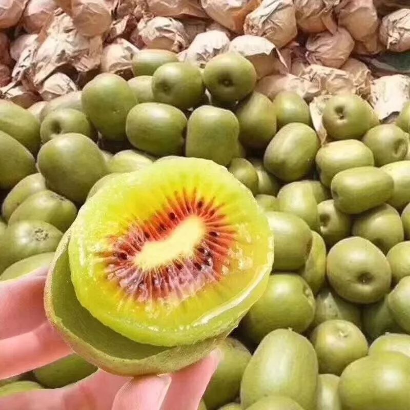 南部紅心獼猴桃在浙江推介 一次特殊的機(jī)遇