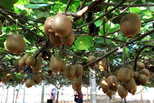 果然新鮮，青白江的這些特色水果你吃過多少？