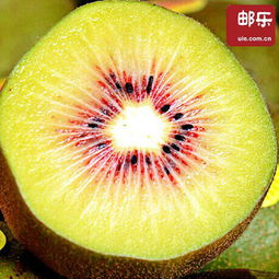 樂業(yè)紅心獼猴桃 優(yōu)品果，區(qū)外銷售的綠色佳品