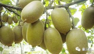 即將驚艷亮相！三明這片土地竟藏著如此瑰寶——紅心獼猴桃