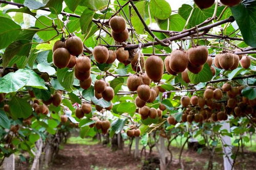 金桃獼猴桃的海外傳奇 從中國(guó)山野到全球餐桌的商業(yè)啟示