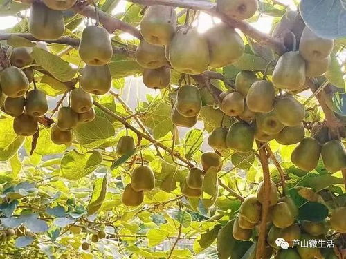 紅心獼猴桃甜蜜來(lái)襲，驚艷味蕾，包郵到家！