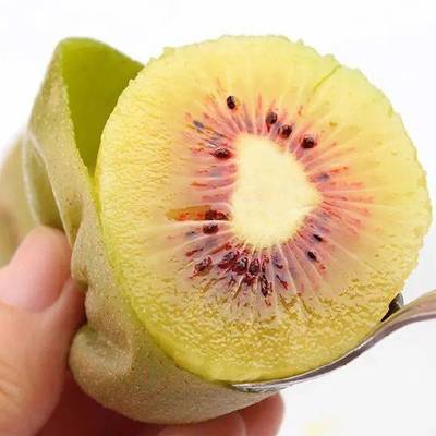 地理標志產品蒼溪紅心獼猴桃成功納入中歐互認互保清單，以紅心點亮國際舞臺