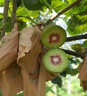 巴適！金堂紅心獼猴桃，就是這個味兒！