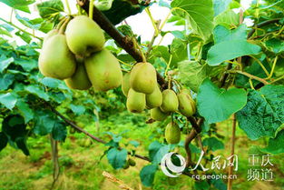 萬盛萬東鎮紅心獼猴桃喜迎掛果，特色產業繪就鄉村振興新圖景